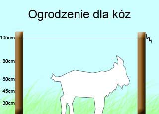 dla-koz