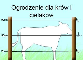 dla-krow-i-cielakow