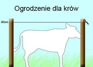 dla-krow