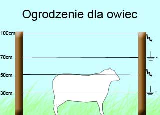 dla-owiec