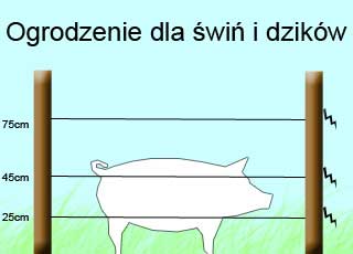 swin-i-dzikow